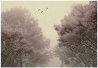 Fototapeta Na Flizelinie Do Sypialni Salonu Las 400x280