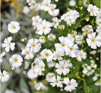 NASIONA Kwiatów Gipsówka Wytworna BIAŁA 1g Kwiaty Gipsówki 411470