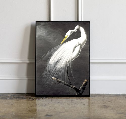 Plakat biały ptak alba 70x100 cm na Arena.pl