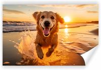 Fototapeta PREMIUM STRUKTURA ZMYWALANA Golden Retriever biegnący po plaży