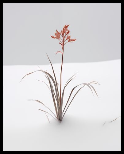 Plakat 40x50cm Subtelność Natury na Arena.pl