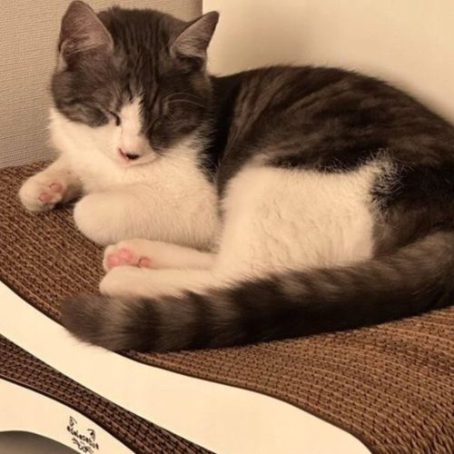 Drapak dla kota kartonowy 51x25x14 MONO ADELECAT DUŻY LEGOWISKO NISKI na Arena.pl