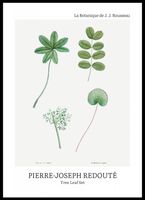 Plakat 50x70cm Design Tree Leaf Set, Redoute Vintage do Salonu