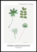Plakat 50x70cm Design Tree Leaf Set, Redoute Vintage do Salonu