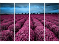 OBRAZ LAWENDOWY NCUSKI KRAJOBRAZ