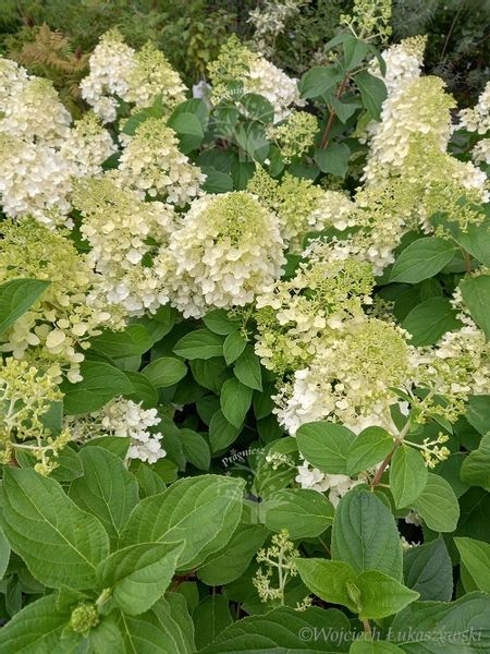 Hortensja bukietowa Silver Dollar sadzonka rabata zdjęcie 3