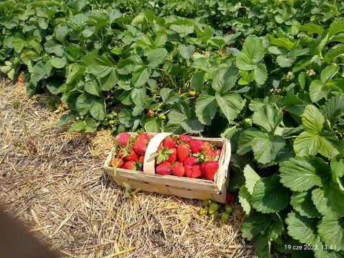 TRUSKAWKA TRUSKAWKI SADZONKI TRUSKAWEK DONICZKOWANA GIGANT na Arena.pl