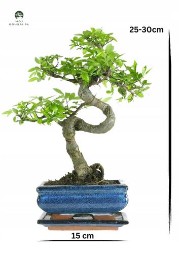 Drzewko Bonsai Wiąz Chiński 25–30 cm – Ulmus parvifolia P15 S na Arena.pl