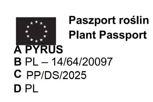 GRUSZA PARYŻANKA słodka niskopienna - sadzonki 50 / 80 cm na Arena.pl