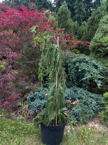 Cyprysik nutkajski 'Pendula' 80-100cm Poj 7.5L (Chamaecyparis nootkatensis) na Arena.pl