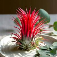 Tillandsia 'Ionantha Red' AIR PLANTS Oplątwa - ROŚLINA POWIETRZNA-