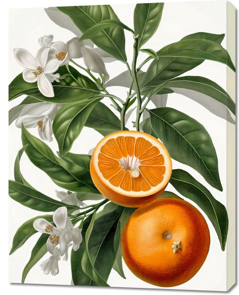 Obraz 70x90cm Dojrzałość Pomarańczy zdjęcie 1