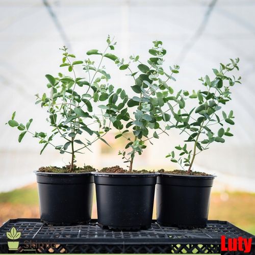 Eukaliptus Wieloletnie Niebieskie Drzewo Duże Ładne Sadzonki w na Arena.pl