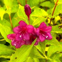 Krzewuszka cudowna 'Golden Jeans' Żółta Złota (Weigela florida) 2.0L