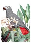 Plakat papuga szara rośliny 70x100 cm