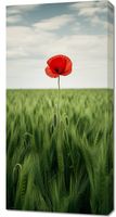 Obraz 50x100cm Samotny Mak na Polu