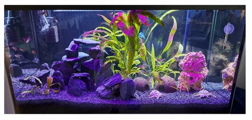 Aranżacja do Akwarium Łupek Drzewiasty Czarny 5kg na Arena.pl