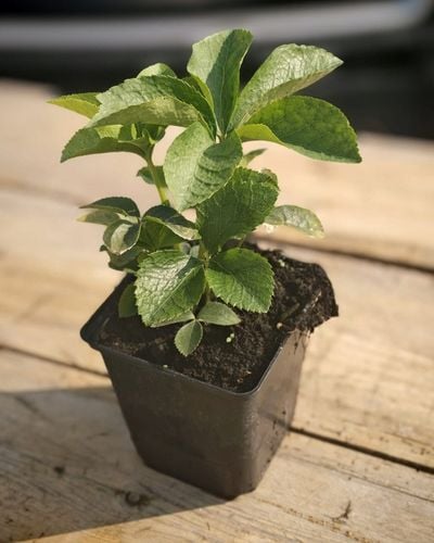 CIEMIERNIK DOUBLE ELLEN RED KWITNIE CAŁĄ ZIMĘ - SADZONKA P11/1 LITR na Arena.pl