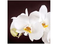 50X50CM PIĘKNY STORCZYK OBRAZ