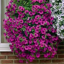 Nawóz wieloskładnikowy Osmocote Exact Standard 8-9M 1 kg na Arena.pl