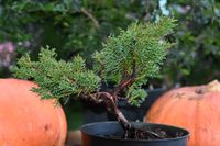 Jałowiec chiński Shimpaku - Juniperus chinensis 0045