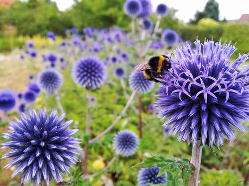 Przegorzan Banacki Banatyński 'Blue Globe' Niebieski (Echinops bannaticus) na Arena.pl