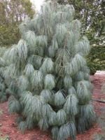 P9 SOSNA HIMALAJSKA DEKORACYJNA