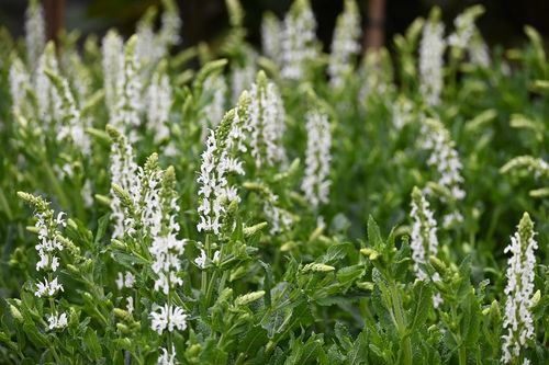 Szałwia omszona Schneehugel - Salvia nemorosa na Arena.pl