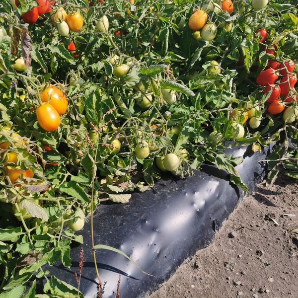 BioCover Materiał do Ściółkowania 1x20m | Ekologiczny i Biodegradowalny zdjęcie 14