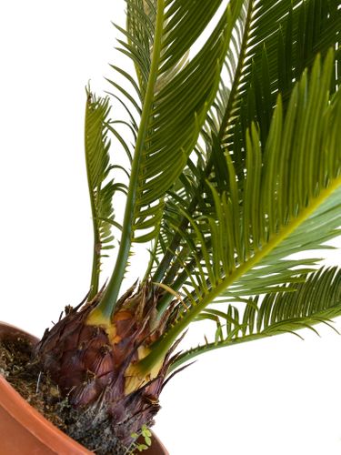 CYKAS (CYCAS) 40 cm na Arena.pl