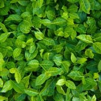 product-compare-57951366