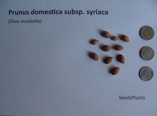 ŚLIWA MIRABELKA Prunus domestica subsp.syriaca - NASIONA 200 sztuk - 100gNW na Arena.pl