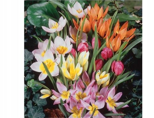 Tulipany botaniczne niskie 50 szt. cebul na Arena.pl