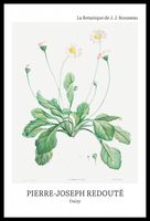 Plakat 40x60cm Design Daisy, Redoute Vintage do Salonu
