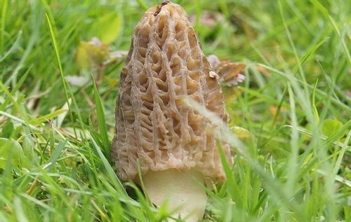 Smardz grzybnia do ogrodu 750ml na Arena.pl