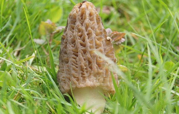 Smardz grzybnia do ogrodu 750ml zdjęcie 4