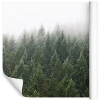 Fototapeta Las we Mgle Drzewa Natura do Sypialni 405x270