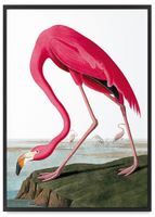 Plakat flaming różowy vintage 50x70 cm w czarnej ramie