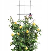 KRATA OGRODOWA NA KWIATY DO ROŚLIN PNĄCYCH 45x150