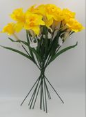 kwiat żonkil 60 cm