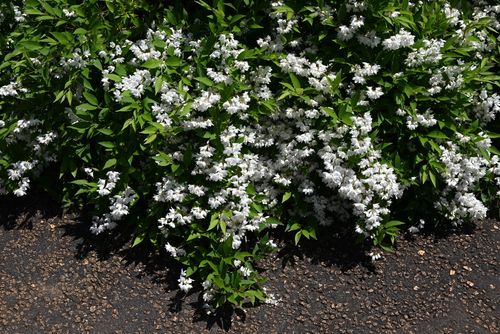 Żylistek wysmukły 'Nikko' (Deutzia Gracilis) Biały Krzew Doniczka 2.0L na Arena.pl
