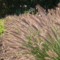 Rozplenica japońska HERBSTZAUBER Piórkówka Wysokość do 1,2m Sadzonki