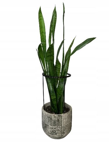 Podpora Roślin Kwiatów Obejma Pierścieniowa Obręcz Podpórka RING 2w1XL na Arena.pl