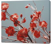 Obraz 100x90cm Szkarłatna Wiosna