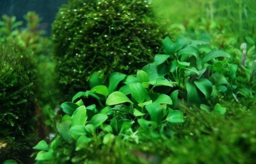Anubias barteri var. nana 'Petite' Koszyk Ø 5,5 cm na Arena.pl