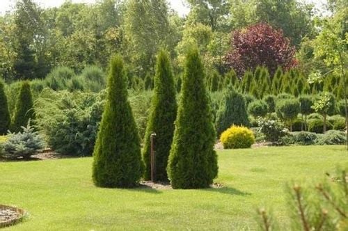 Tuja SZMARAGD 40-50cm w doniczkach P9 na Arena.pl