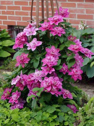 Powojnik Clematis My Darling ® C2 E na Arena.pl