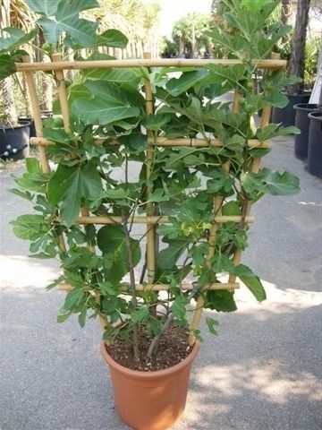 Figa figowiec sadzonki owocują 40-60cm C2 na Arena.pl