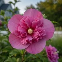 HIBISKUS KETMIA SYRYJSKA MARGENTA CHIFFON EGZOTYCZNA ELEGANCJA
