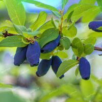 Jagoda kamczacka 'Wojtek' Duże słodkie owoce (Lonicera caerulea) Doniczka1L